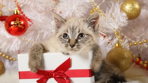 Gift ideas for cat