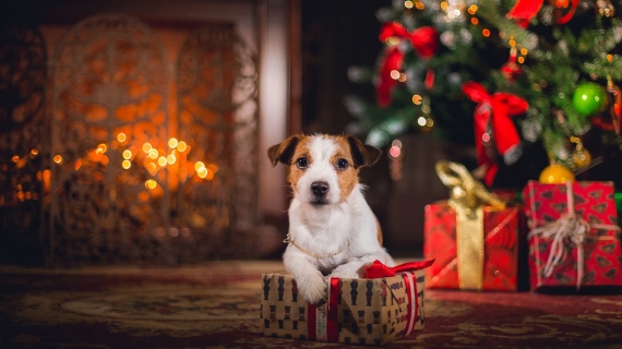 Christmas presents for dogs