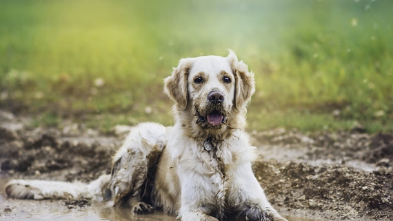 To shampoo, or not to shampoo: that is the question.