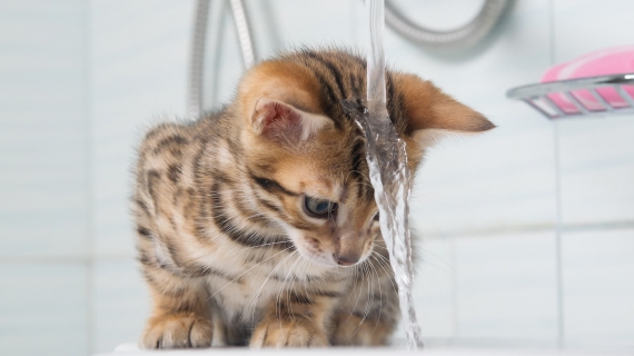 How do I give my cat a bath?