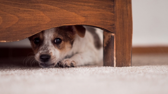 My pet is afraid of thunderstorms