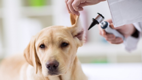 Your Veterinarian: A front-line Resource for your Pet 